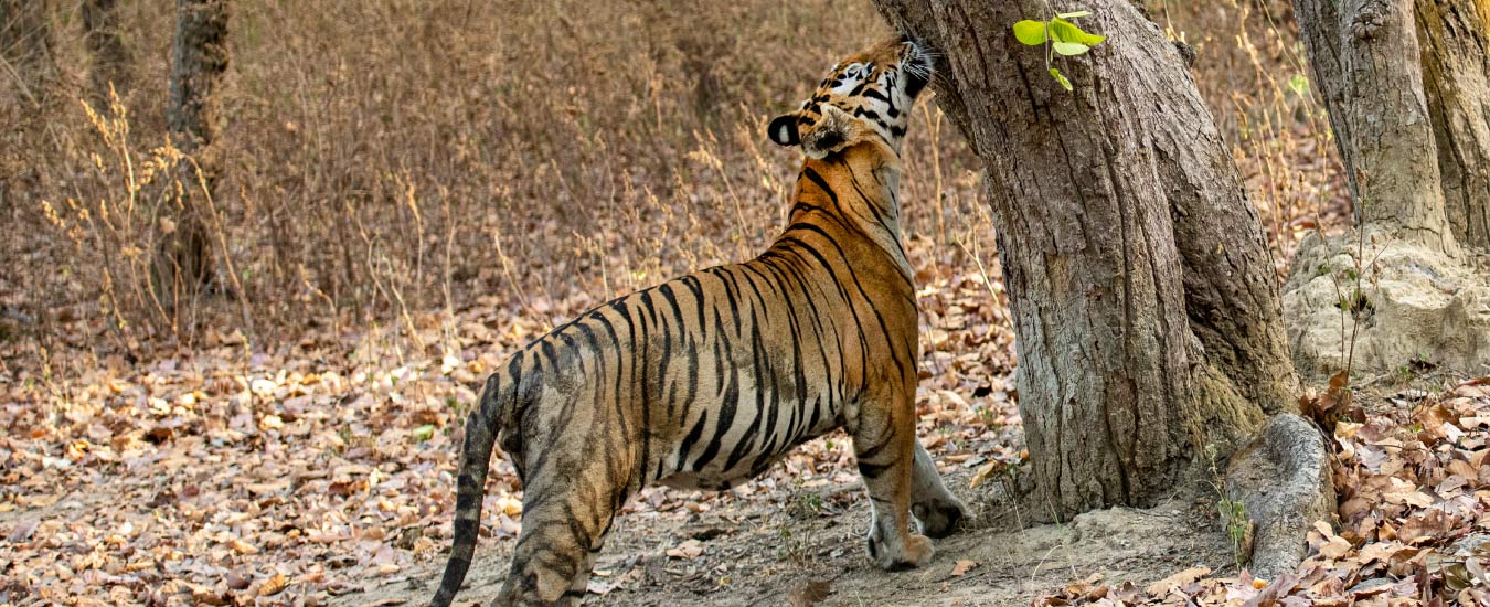 Panna National Park